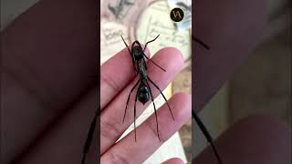 ലോകത്തിലെ ഏറ്റവും വലിയ ഉറുമ്പുകൾ | Biggest Ant In The World Malayalam |  Dinoponera