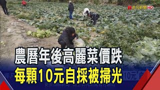 高麗菜價跌採收不及 雲林農民開放自採\