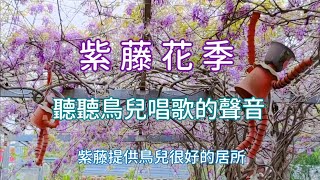 紫藤花季 @ 台北花卉村 2021/3/12 - 3/28｜紫藤簡介與簡單的栽培要領