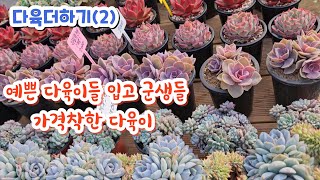 다육더하기(2) 가격도 착하고 예쁘기까지 ~  착한 다육이 벨타나 핑크엣지