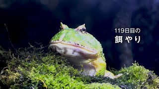 ツノガエルに119日目の餌やり