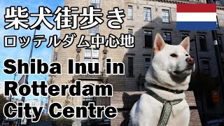 柴犬柿丸 初めての中心街【ロッテルダム観光】Kaki-Maru the Shiba Inu