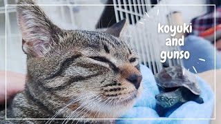 【猫と亀】朝のご挨拶　[Cat and turtle] Morning greetings