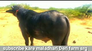 #Top Banni bull ❤️ not for sale Kutch onar  Bhima Rabari #