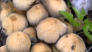 Mica Caps Edible Mushrooms