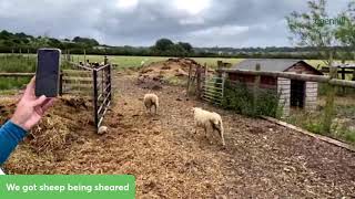 Sheep shearing time