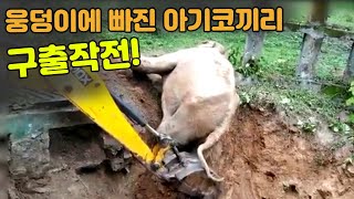 Saving elephant baby using excavator in Indonesia