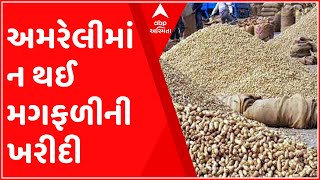 અમરેલીમાં એક પણ APMCમાં મગફળીની ખરીદી થઈ શકી નહીં, શું છે કારણ?