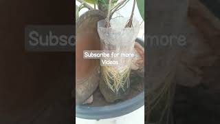 Banyan tree ariel roots forming at early stage | water bottle tricks #shorts #viral #bonsai #banyan