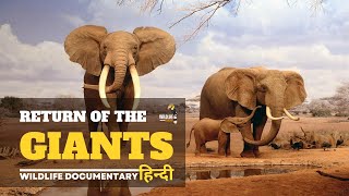 Return of The Giants - हिन्दी डॉक्यूमेंट्री | Wildlife documentary in Hindi