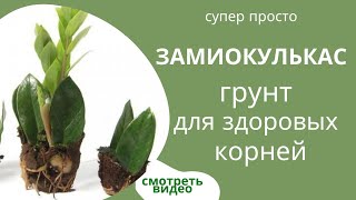 Замиокулькас Какой грунт нужен?