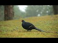 黑長尾雉 mikado pheasant male 風雨中的雄鳥