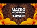 Flower Photography with a macro flash 🌻