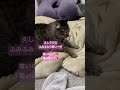 ぽぽ職人によるふみふみをご覧下さい😊💖 cat 猫 ネコ ねこ キジトラ ねこ動画 ふみふみ フミフミ ねこのいる生活 猫のいる暮らし