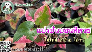 แบ่งปันบอนสีสวย และแนะนำไม้ใหม่ วันที่ 20/9/2566 #ไม้ด่าง #ไม้ป้าย #บอนสี #caladium #shorts