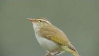 センダイムシクイ囀り　Eastern crowned willow warbler　birdsong