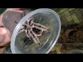 tarantula rehousing 2 rehousing ng tliltocatl albopilosus