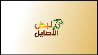 برنامج نبض الاصايل / الحلقة الثانية عشر موسم الرياض 24-25