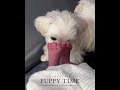 寵物時光 puppy time 瑪爾濟斯 momo deliver