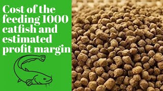 Cost of Feeding 1000 fingerlings to table size & estimated profit in Catfish farming #catfish