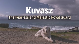 Kuvasz – The Fearless and Majestic Royal Guard 1080p