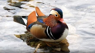 オシドリ (2024) 4K / Mandarin Duck