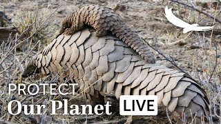 andBeyond LIVE | World Pangolin Day | Part One | What is a pangolin and why should we care?