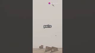 Crows Remember Faces and Hold Grudges! #shorts #viral #trending