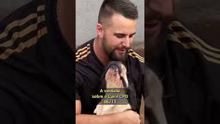 CPD mostrando os cães 03 #presacanario  #bandog #cachorro