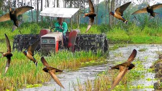 shibaura tractor running till the flood season