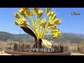 구례 산수유 마을에 노란 💛 봄꽃 소식이 찾아 왔어요.2023 축제전 개화 상황 구례 여행 코스 추천 사진명소 추천 주차장 정보 korea.