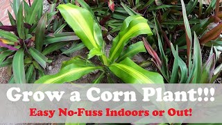 Propagating \u0026 Growing Dracaena Plant Outdoors | Dragon Tree and Corn Plant - EASY EASY EASY!