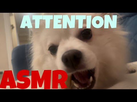 Asmr Dog Chewing Rawhide Bone Youtube