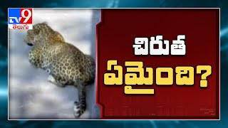 అప్పుడు కనిపించిన చిరుత.. ఇప్పుడు ఎక్కడ ఉంది..? - TV9