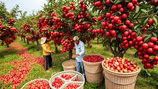 Cosecha de cerezas a mano y a máquina - Visita a la fábrica de clasificación y envasado