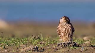 Το Νανογέρακο, a Merlin at Akhna Dam, Falco columbarius, Cyprus 2014