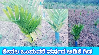 ಒಂದುವರೆ ವರ್ಷಕ್ಕೆ ಈ ರೀತಿ😱 ಬಂದಿರುವ🌴 ಅಡಿಕೆ ಗಿಡಗಳು  just 1.5 year's arecanut plants🌴