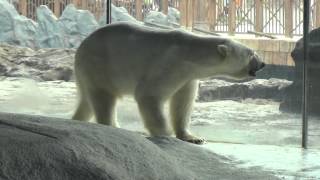 北極熊 Polar Bear@長隆海洋王國@20140430