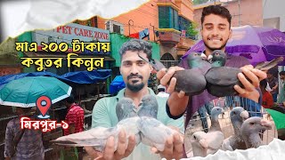 মাএ ২০০/৩০০ টাকায় কবুতর  মিরপুর-১ হাট থেকে | কবুতর হাট ২০২৪ | দেশি বিদেশি কবুতরের দাম |