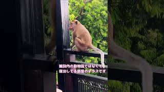 【猿が無限にやってくる】高級ホテルリッツカールトン　#shorts #shortsvideo #travel #monkey #monkeys