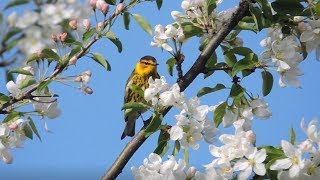 Can you Identify these 30 birds ?