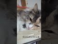 お昼寝の幸せ 猫 cat かわいい cute 寝顔 猫のいる暮らし お昼寝タイム