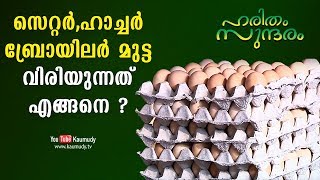 സെറ്റർ,ഹാച്ചർ ബ്രോയിലർ മുട്ട വിരിയുന്നത് എങ്ങനെ ?