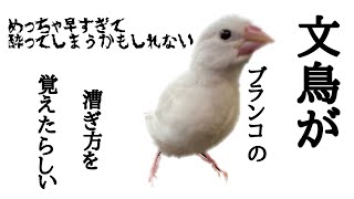 【ブランコを漕ぐ文鳥】生後2ヶ月どんどん出来る事が増える文鳥のふぅちゃん！めっちゃ早くブランコを漕ぎますw