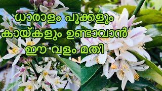 കായ്ക്കാത്ത നാരകം പൂക്കുവാൻ ഈ ജൈവവളം മതി | Narakam Plant In Malayalam | Lime Tree Care In Malayalam