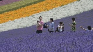 畑を染める鮮やかな紫色 富良野でラベンダー見ごろ