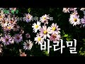 묘원 불교 방송 5분명상 65. 바라밀