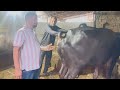 buffalo breeding artificial insemination animal reproduction fayeem vlogs