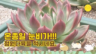 12월7일ㅡ정원다육ㅡ 12월은 항상 즐거운시간 서둘러보세요. 정원댁010.7370.2040