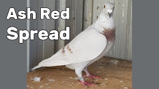 Ash Red Spread - Rare Colour Racing Pigeons